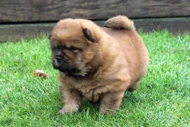 Cuccioli di Choow Chow