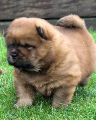 Cuccioli di Choow Chow