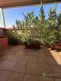 4 Oleandri adulti H 190 cm con vasi 90x40