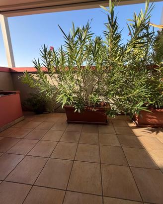 4 Oleandri adulti H 190 cm con vasi 90x40