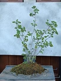bonsai gingko biloba ceppaia boschetto 