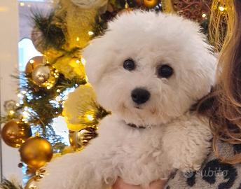 Il Miracolo di Natale Ha il Musetto Bagnato