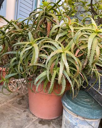 Due vasi di Aloe
