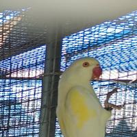 Parrocchetto dal collare