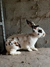 ULTIMA coppia rex dalmata tricolore