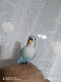 Inseparabile allevato a mano