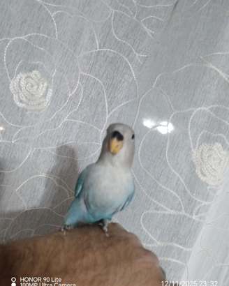 Inseparabile allevato a mano