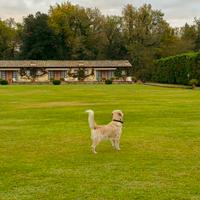 Golden retriever pedigree disponibile per monta