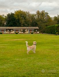 Golden retriever pedigree disponibile per monta