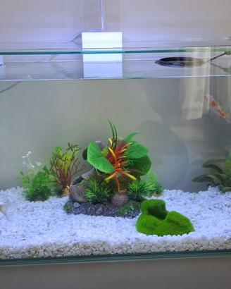 Acquario zolux Clear 40, usato 2 mesi.