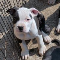 American Staffordshire Terrier
