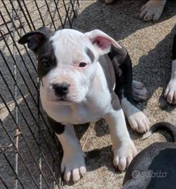 American Staffordshire Terrier
