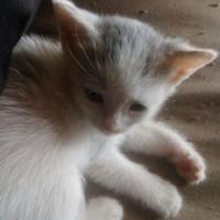 Lanzo Torinese.due gattini