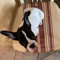 Bulldog francese maschio