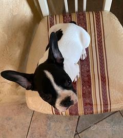Bulldog francese maschio