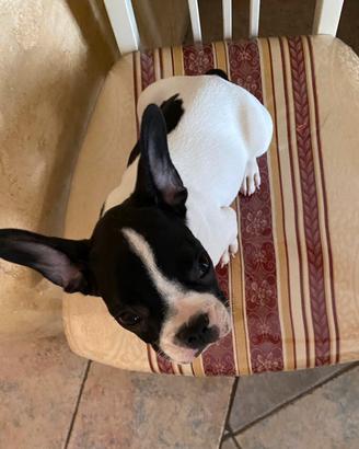 Bulldog francese maschio
