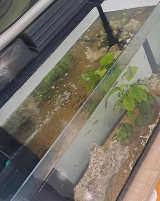 acquario 100 litri 