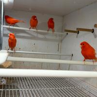 Canarini rossi novelli