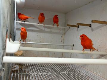 Canarini rossi novelli