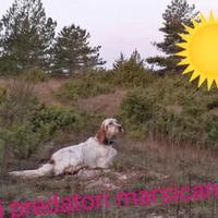 Setter inglese esperta