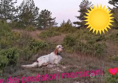 Setter inglese esperta