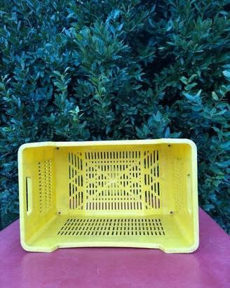 CASSETTE RACCOLTA FRUTTA E VENDEMMIA 