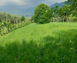 Terreno agricolo