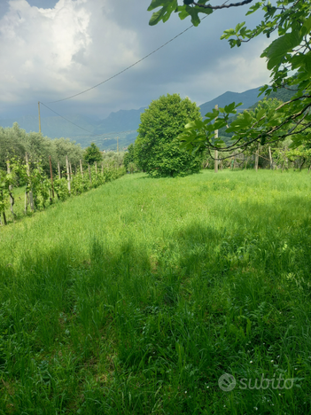 Terreno agricolo