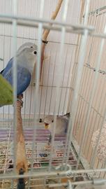 Inseparabili