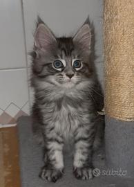 Maine coon
