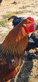 Gallo Brahma
