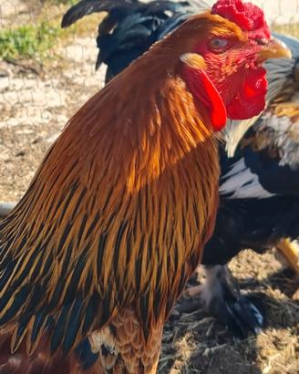 Gallo Brahma