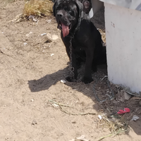 Cucciolo cane corso