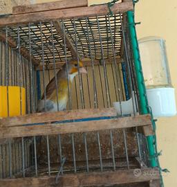 Incardellato