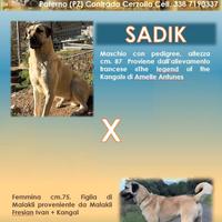 Kangal