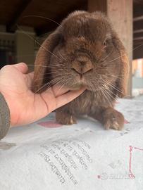 Coniglio ariete nano