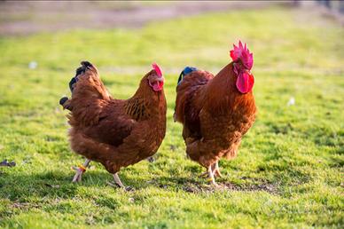 Galline