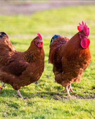 Galline