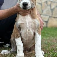 Pastore dell'Asia centrale