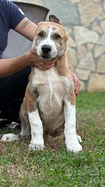 Pastore dell'Asia centrale