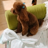 Maschio Barboncino Toy