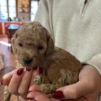 Barboncino toy femmina