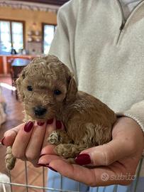 Barboncino toy femmina