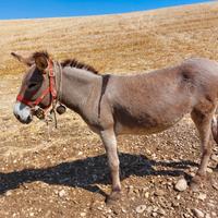 Docile e abituata a stare con le pecore