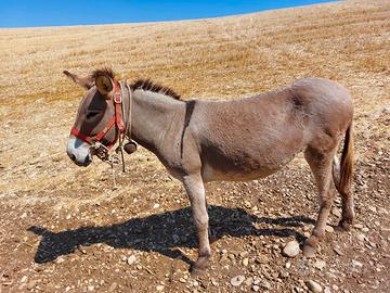 Docile e abituata a stare con le pecore