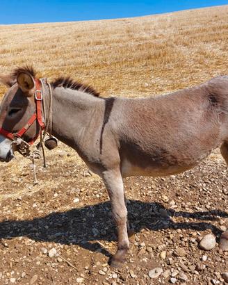 Docile e abituata a stare con le pecore