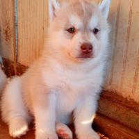 Cuccioli di siberian husky con pedigree Enci
