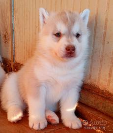 Cuccioli di siberian husky con pedigree Enci