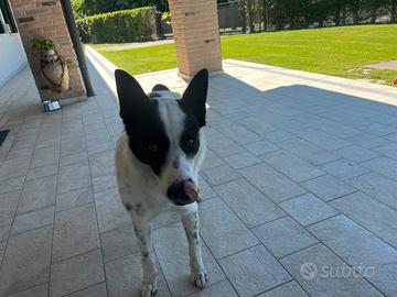 Cane pastore Biellese 12 mesi