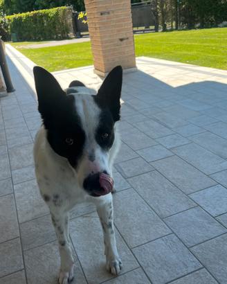 Cane pastore Biellese 12 mesi